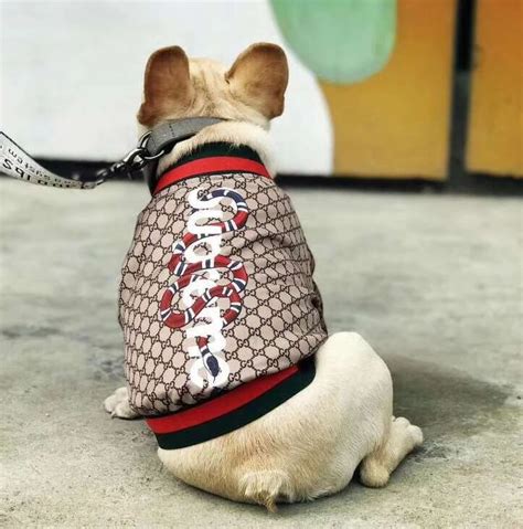 chien gucci|gucci dog accessories.